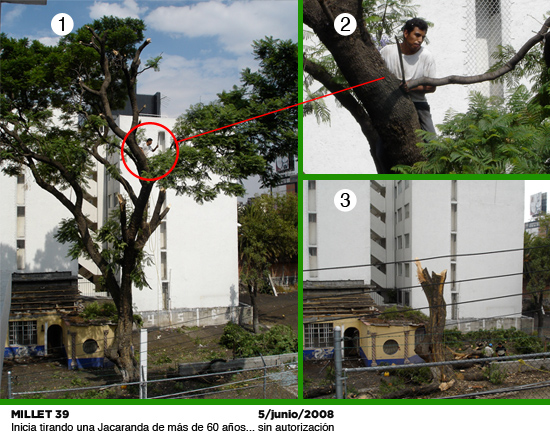 jacaranda_millet39 Ecocidio contra jacaranda en Millet 39