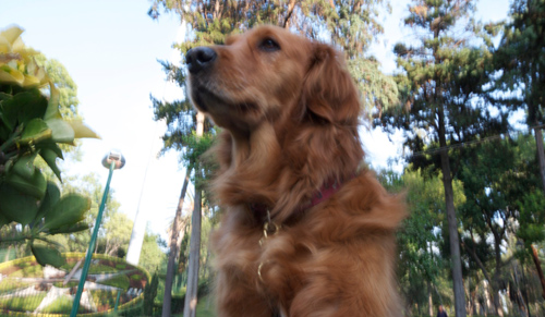 perro_hundido